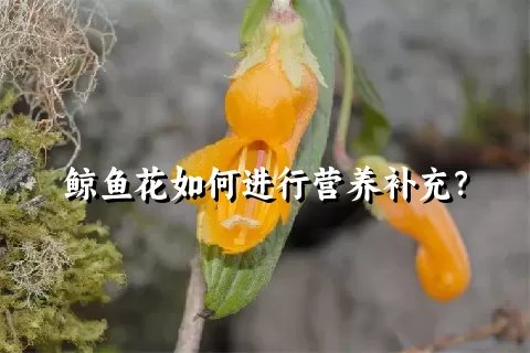 鲸鱼花如何进行营养补充？