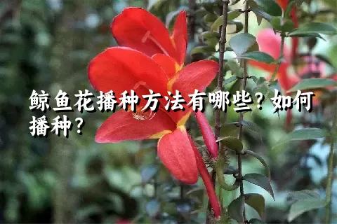 鲸鱼花播种方法有哪些？如何播种？