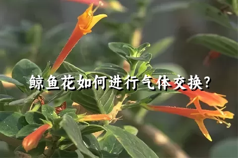 鲸鱼花如何进行气体交换？