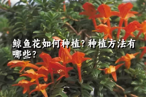 鲸鱼花如何种植？种植方法有哪些？