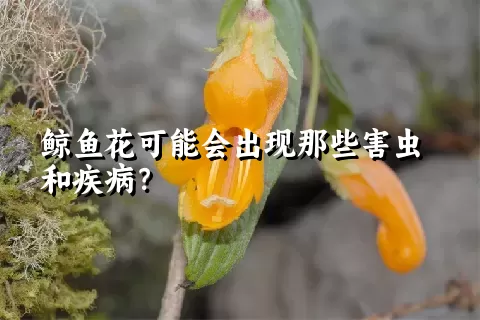 鲸鱼花可能会出现那些害虫和疾病？