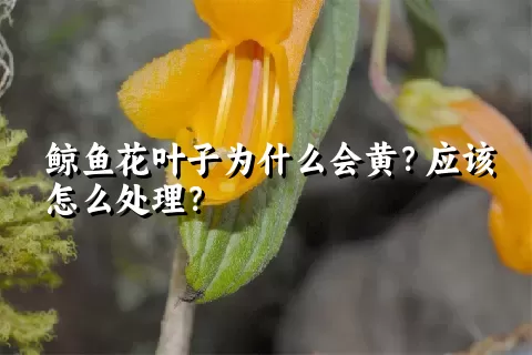 鲸鱼花叶子为什么会黄？应该怎么处理？