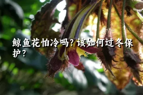 鲸鱼花怕冷吗？该如何过冬保护？