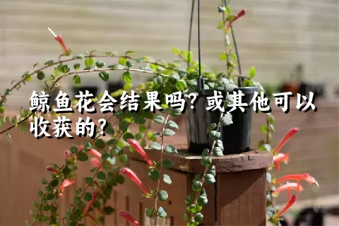 鲸鱼花会结果吗？或其他可以收获的？