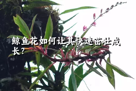 鲸鱼花如何让其快速茁壮成长？