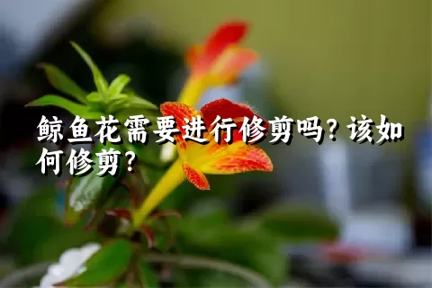 鲸鱼花需要进行修剪吗？该如何修剪？