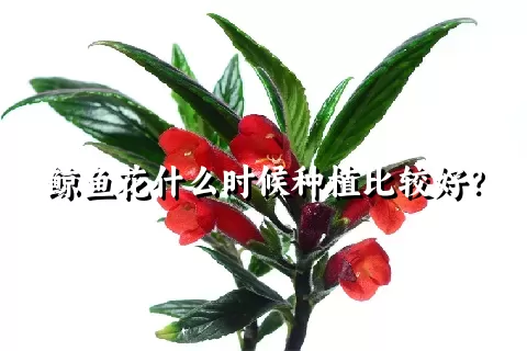 鲸鱼花什么时候种植比较好？