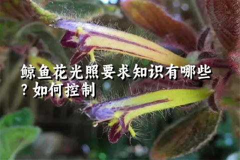 鲸鱼花光照要求知识有哪些？如何控制