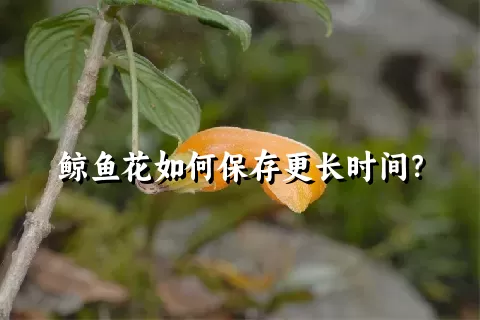 鲸鱼花如何保存更长时间？