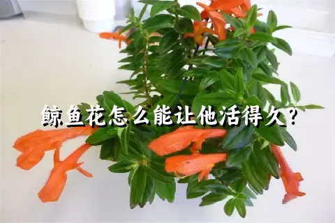 鲸鱼花怎么能让他活得久？