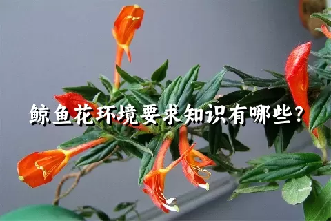 鲸鱼花环境要求知识有哪些？