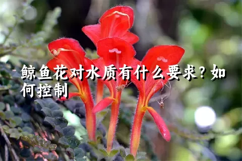 鲸鱼花对水质有什么要求？如何控制