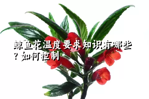 鲸鱼花温度要求知识有哪些？如何控制