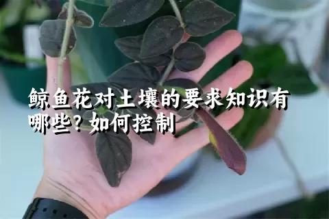 鲸鱼花对土壤的要求知识有哪些？如何控制