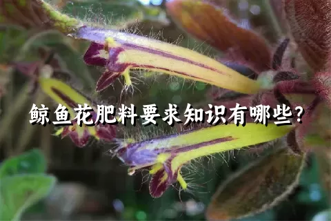 鲸鱼花肥料要求知识有哪些？