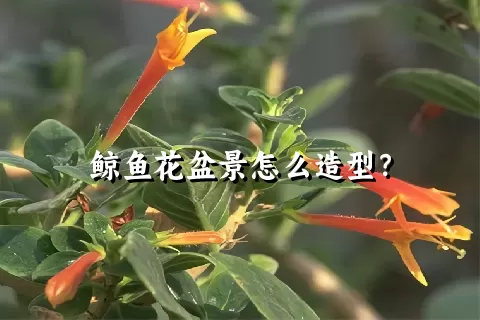 鲸鱼花盆景怎么造型？