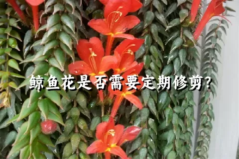 鲸鱼花是否需要定期修剪？