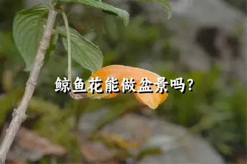 鲸鱼花能做盆景吗？