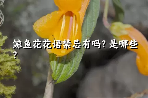 鲸鱼花花语禁忌有吗？是哪些？