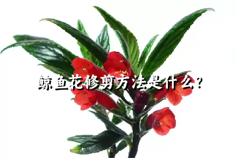 鲸鱼花修剪方法是什么？