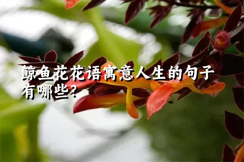 鲸鱼花花语寓意人生的句子有哪些？