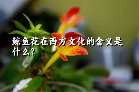 鲸鱼花在西方文化的含义是什么？