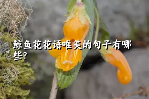 鲸鱼花花语唯美的句子有哪些？