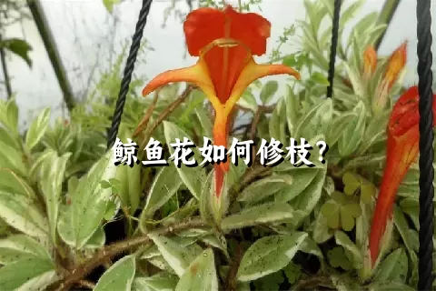 鲸鱼花如何修枝？