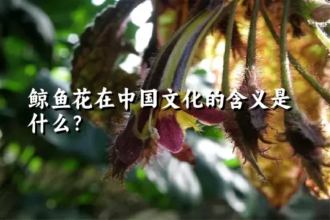 鲸鱼花在中国文化的含义是什么？