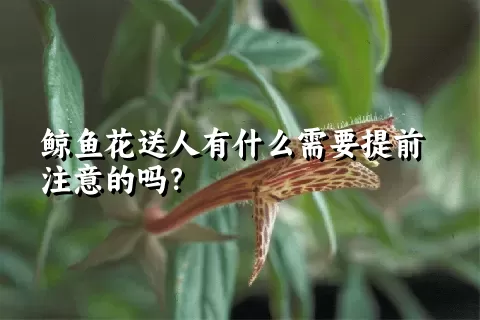 鲸鱼花送人有什么需要提前注意的吗？