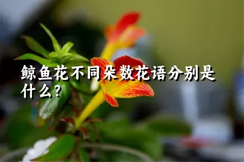 鲸鱼花不同朵数花语分别是什么？