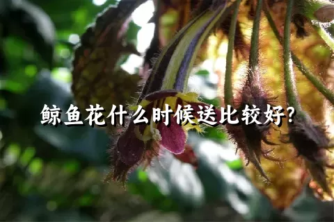 鲸鱼花什么时候送比较好？