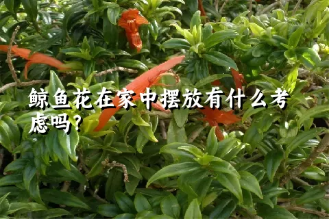 鲸鱼花在家中摆放有什么考虑吗？