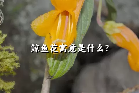 鲸鱼花寓意是什么？