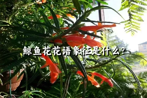 鲸鱼花花语象征是什么？