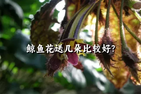 鲸鱼花送几朵比较好？