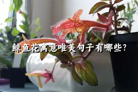 鲸鱼花寓意唯美句子有哪些？