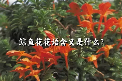 鲸鱼花花语含义是什么？