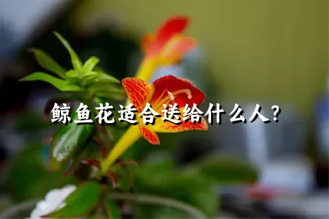 鲸鱼花适合送给什么人？