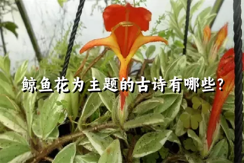 鲸鱼花为主题的古诗有哪些？