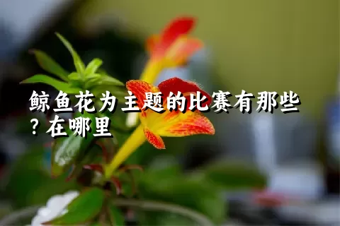 鲸鱼花为主题的比赛有那些？在哪里