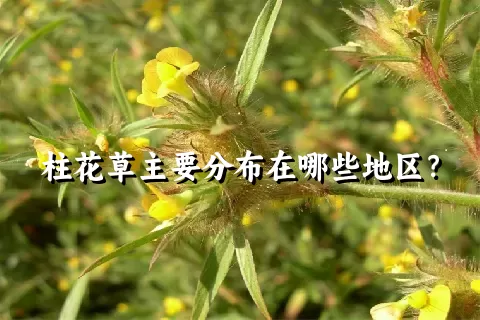 柱花草主要分布在哪些地区？