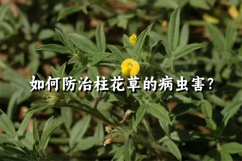 如何防治柱花草的病虫害？