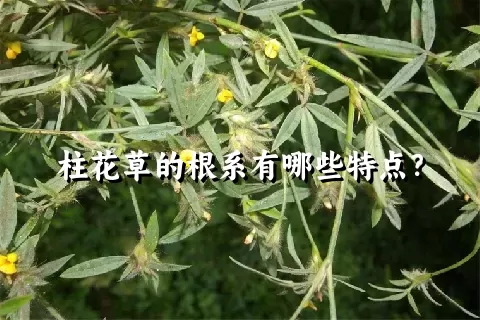 柱花草的根系有哪些特点？