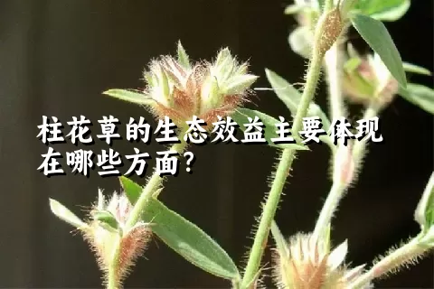 柱花草的生态效益主要体现在哪些方面？