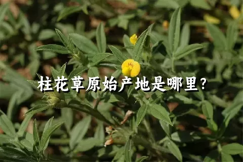 柱花草原始产地是哪里？