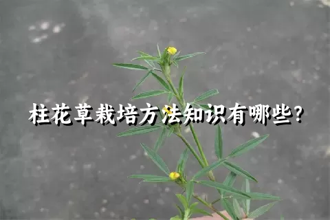 柱花草栽培方法知识有哪些？