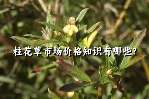 柱花草市场价格知识有哪些？