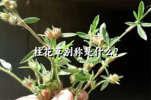 柱花草别称是什么？