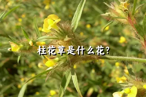 柱花草是什么花？